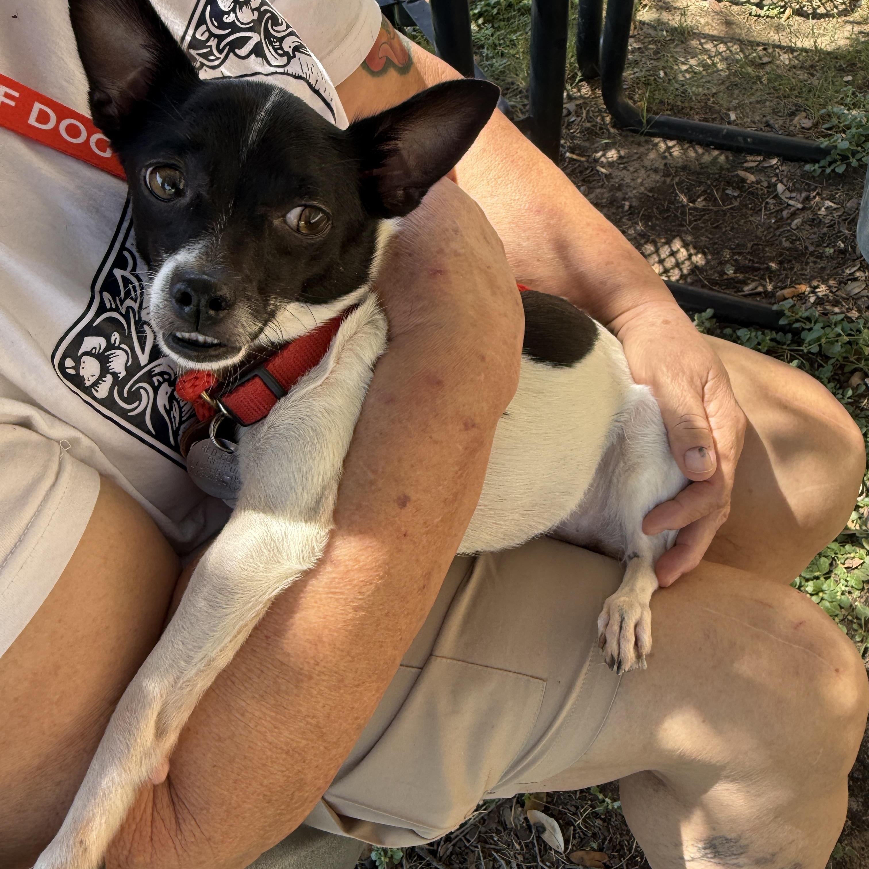 Enlarge Harriett Kane, a Adoptable mixed breed in Houston, TX image 4/6