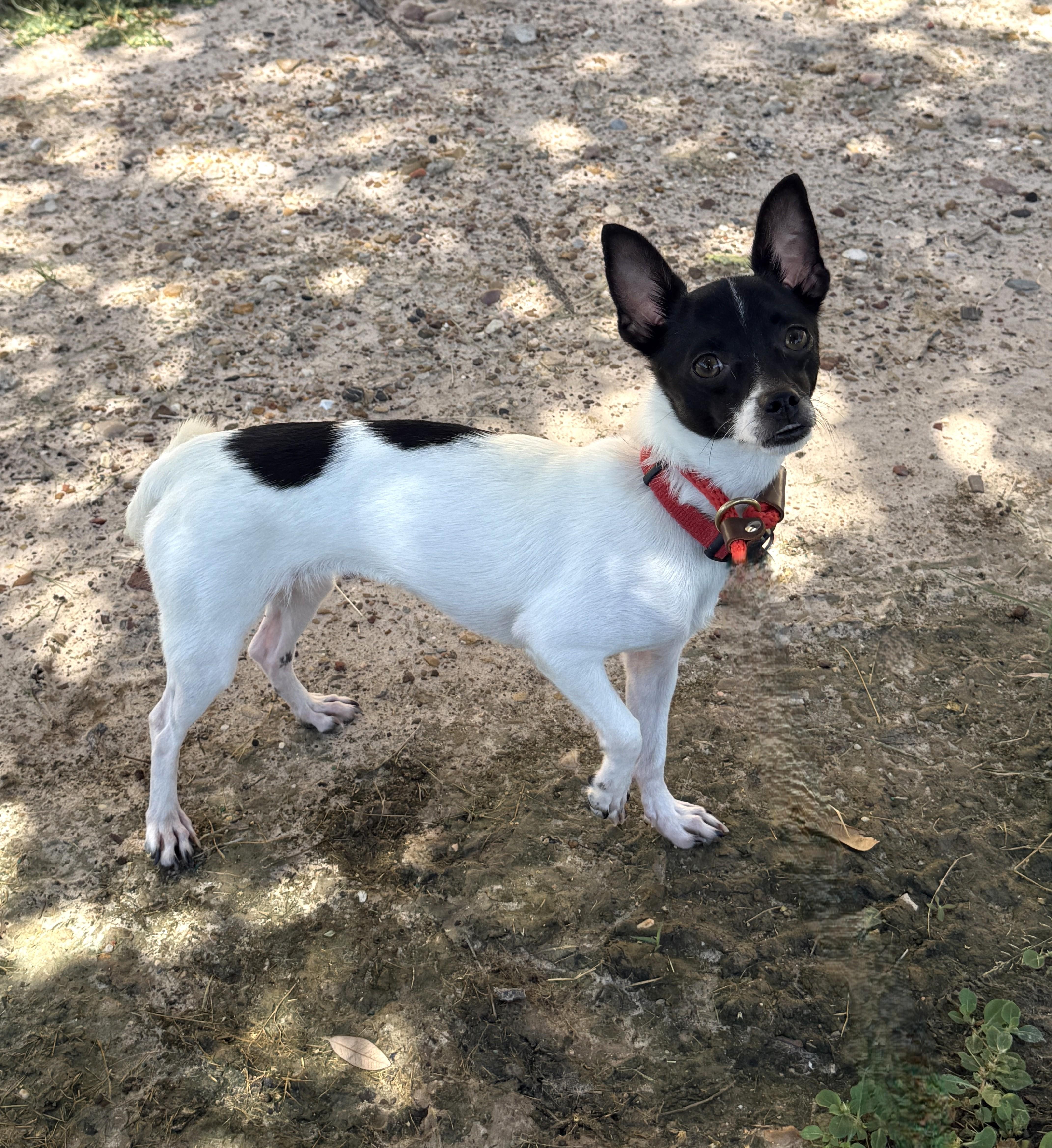 Enlarge Harriett Kane, a Adoptable mixed breed in Houston, TX image 5/6