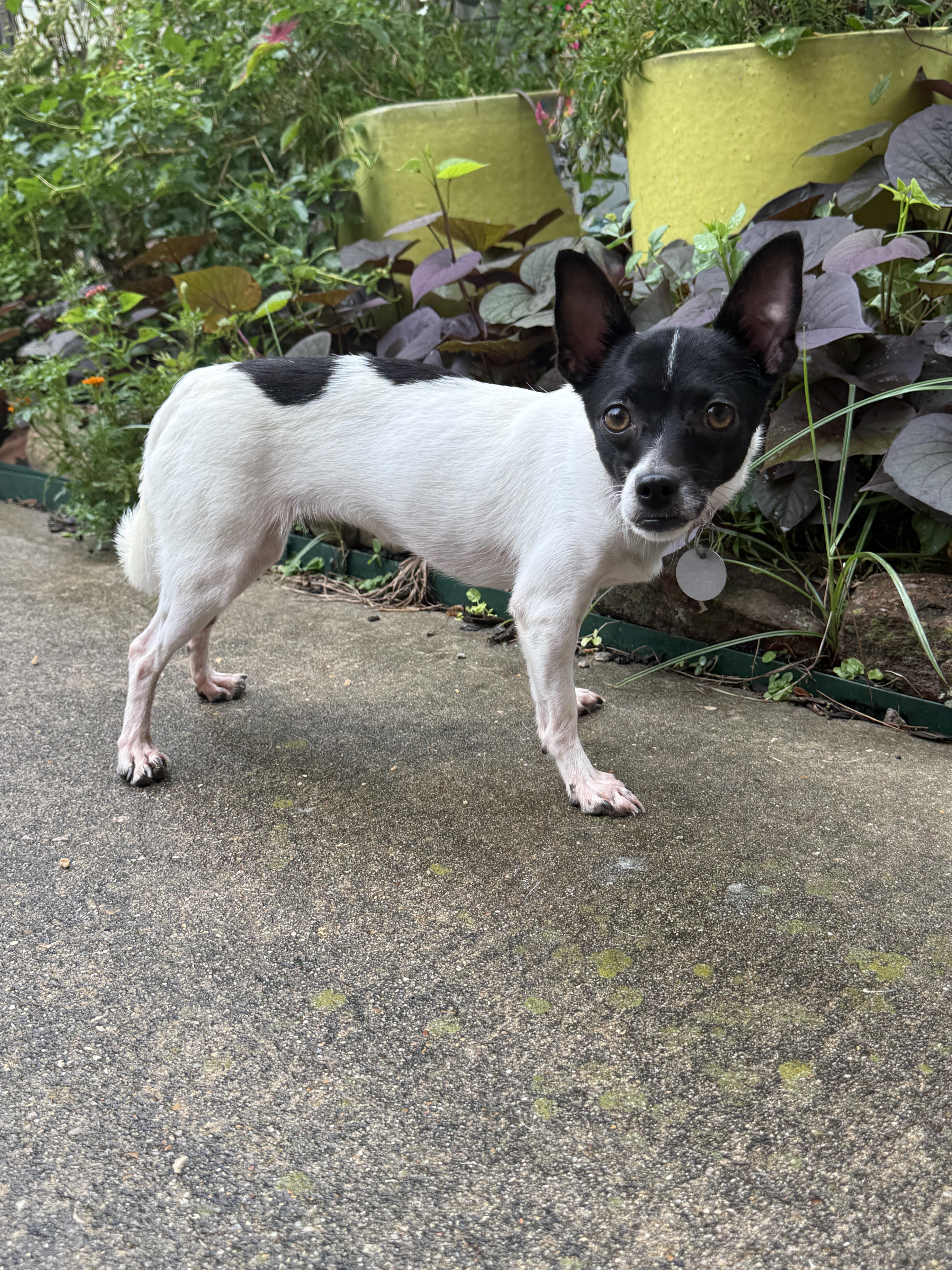 Enlarge Harriett Kane, a Adoptable mixed breed in Houston, TX image 2/6