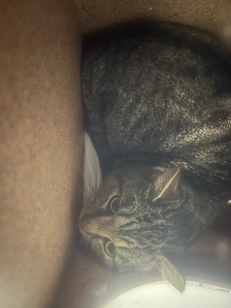 Nylas Ave Trap Cat 3, Adoptable, Young Male Domestic Short Hair.