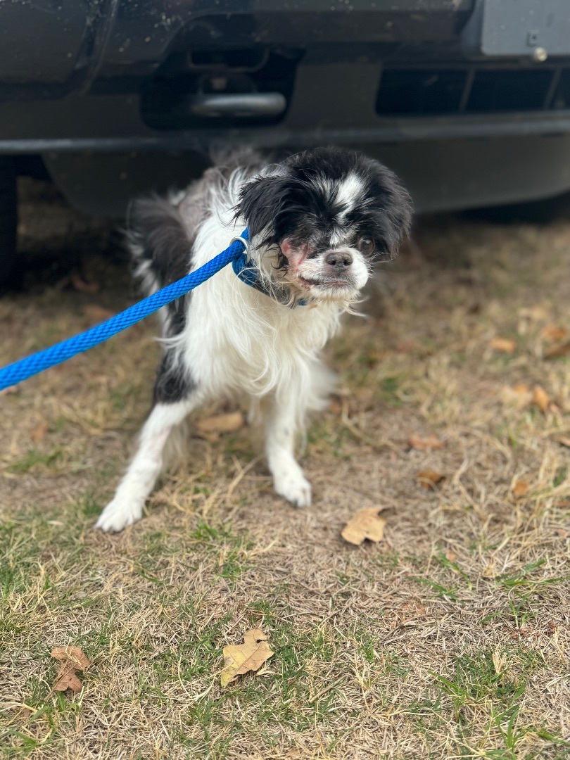 Enlarge Sassy, a Adopted Japanese Chin in Edmond, OK image 1/1