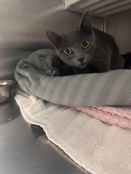 Lakes, Adoptable, Adult Female Domestic Short Hair & Domestic Short Hair.