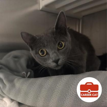 Enlarge Lakes, a Adoptable mixed breed in Roseville, CA image 1/2