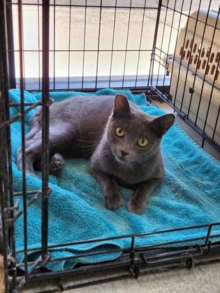 Enlarge Lakes, a Adoptable mixed breed in Roseville, CA image 2/2