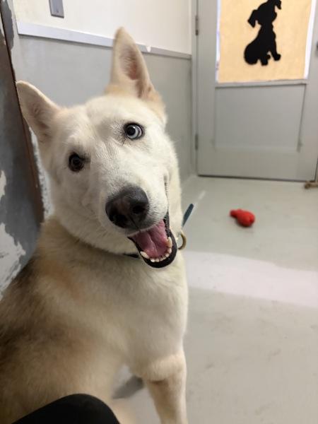 Enlarge Daisy, a Adoptable mixed breed in Winnipeg, MB image 1/1