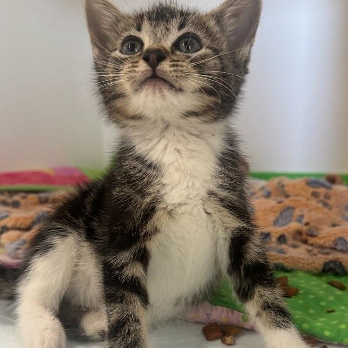 Petrie, Adoptable, Kitten Female Domestic Short Hair.