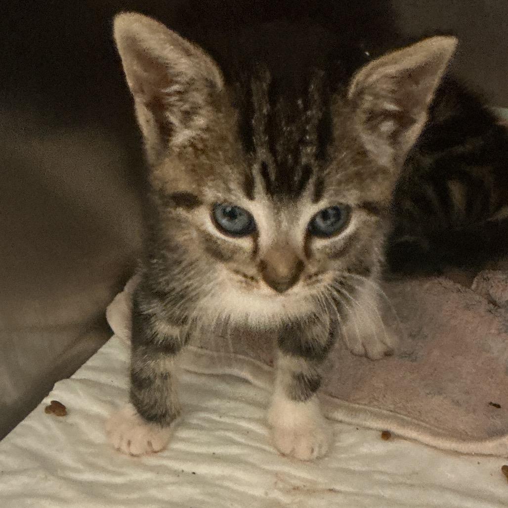 Petrie, a Adoptable Domestic Short Hair in Elizabeth City, NC image 2/2