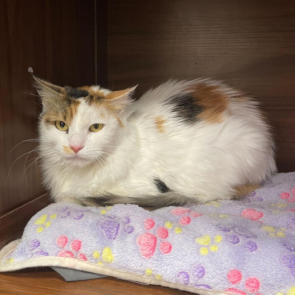 Enlarge Precious, a Adoptable Domestic Long Hair in Boston, MA image 1/2