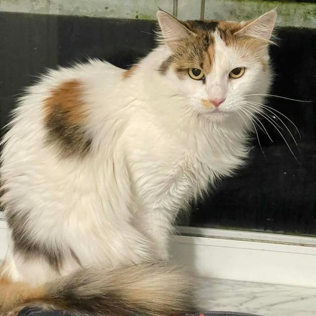 Enlarge Precious, a Adoptable Domestic Long Hair in Boston, MA image 2/2
