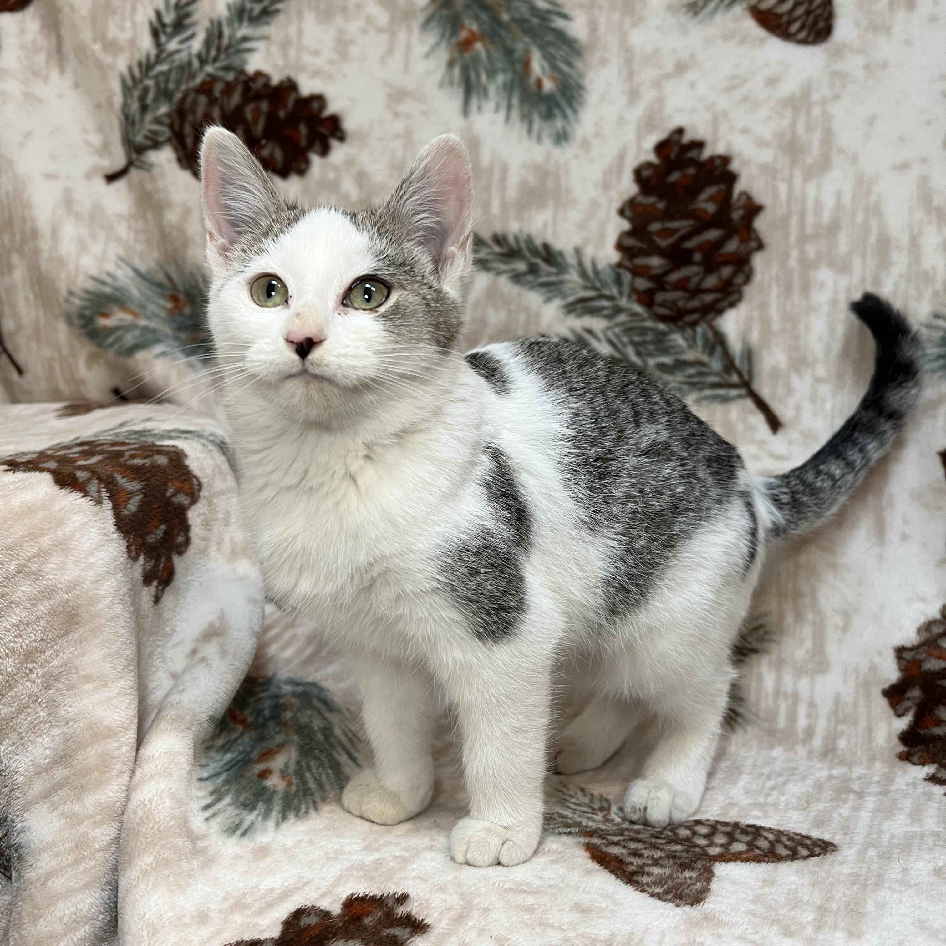 Frosty, a ADOPTABLE Domestic Short Hair in Fairmont, MN image 4/6