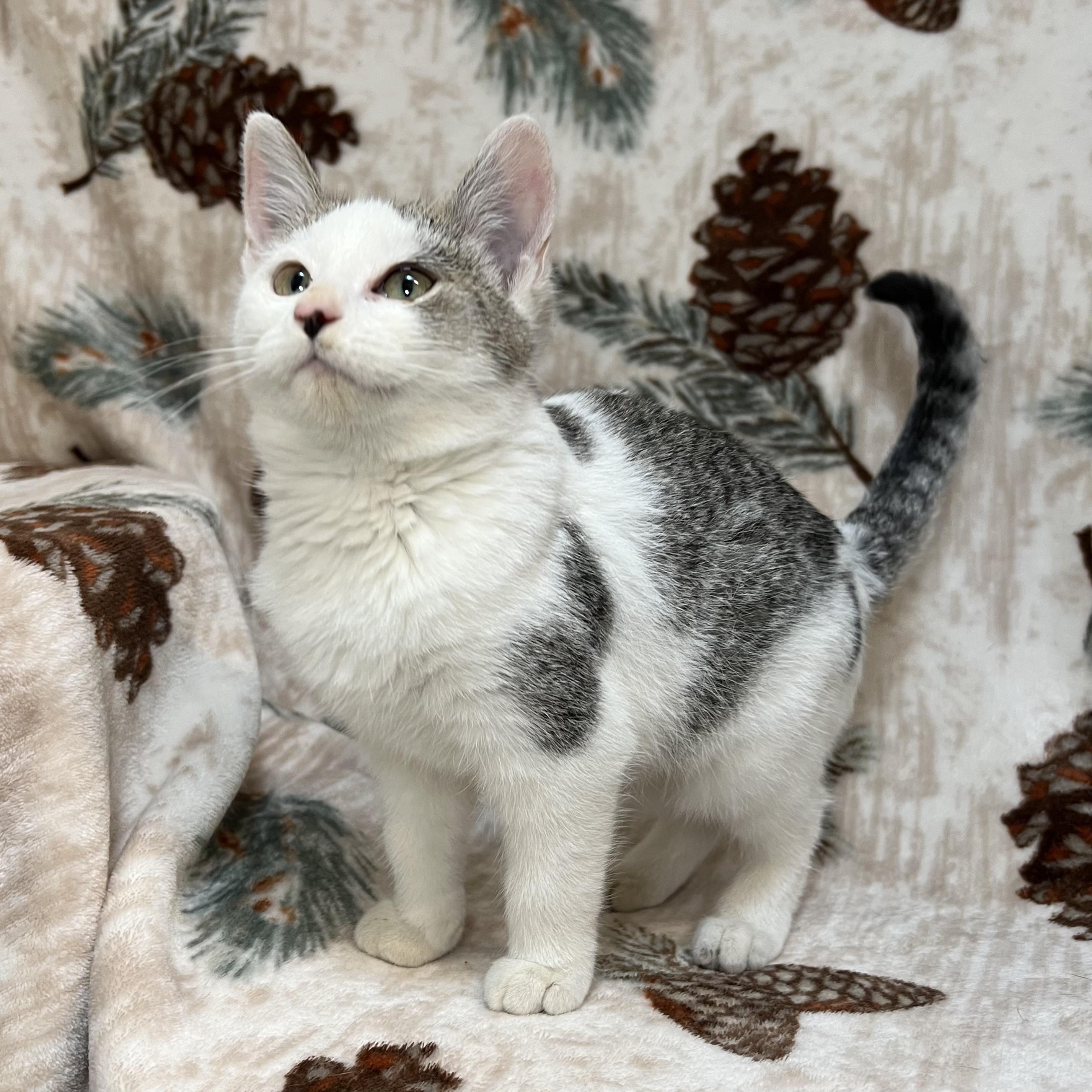 Frosty, a ADOPTABLE Domestic Short Hair in Fairmont, MN image 2/6