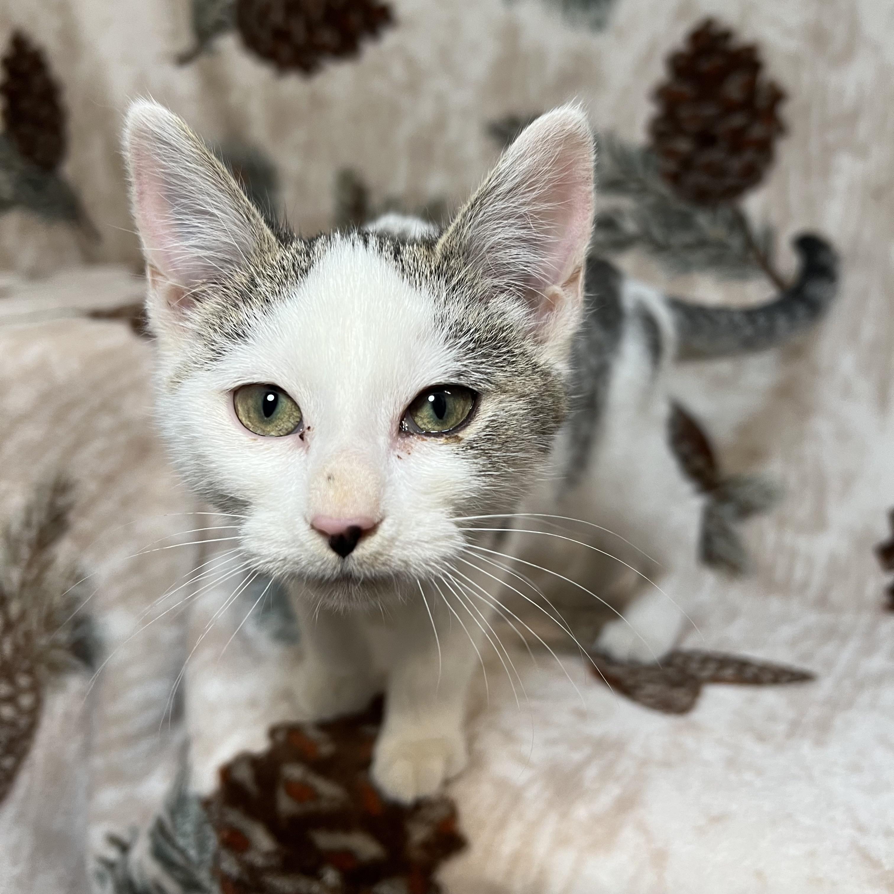 Frosty, a ADOPTABLE Domestic Short Hair in Fairmont, MN image 3/6