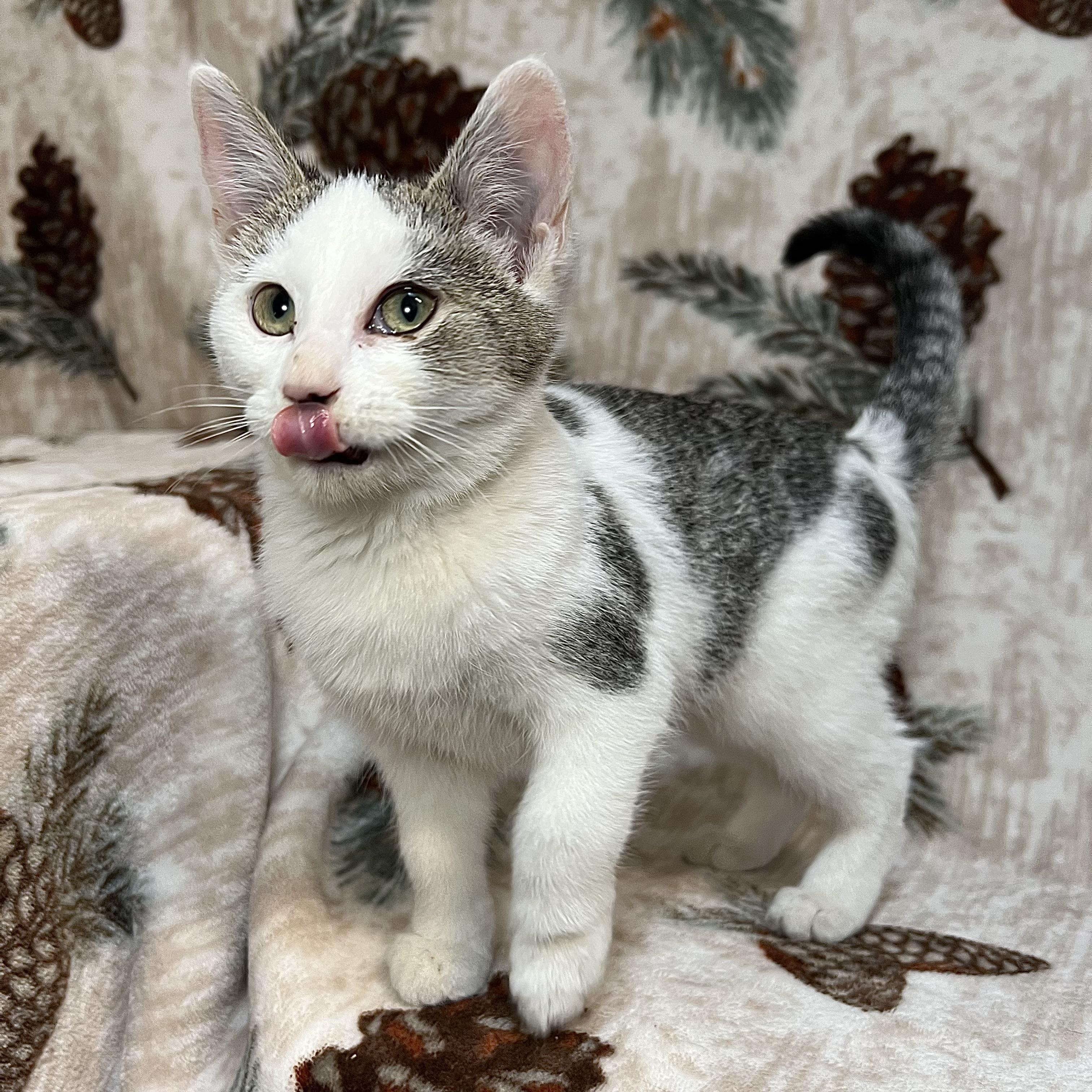 Frosty, ADOPTABLE, Kitten Female Domestic Short Hair.