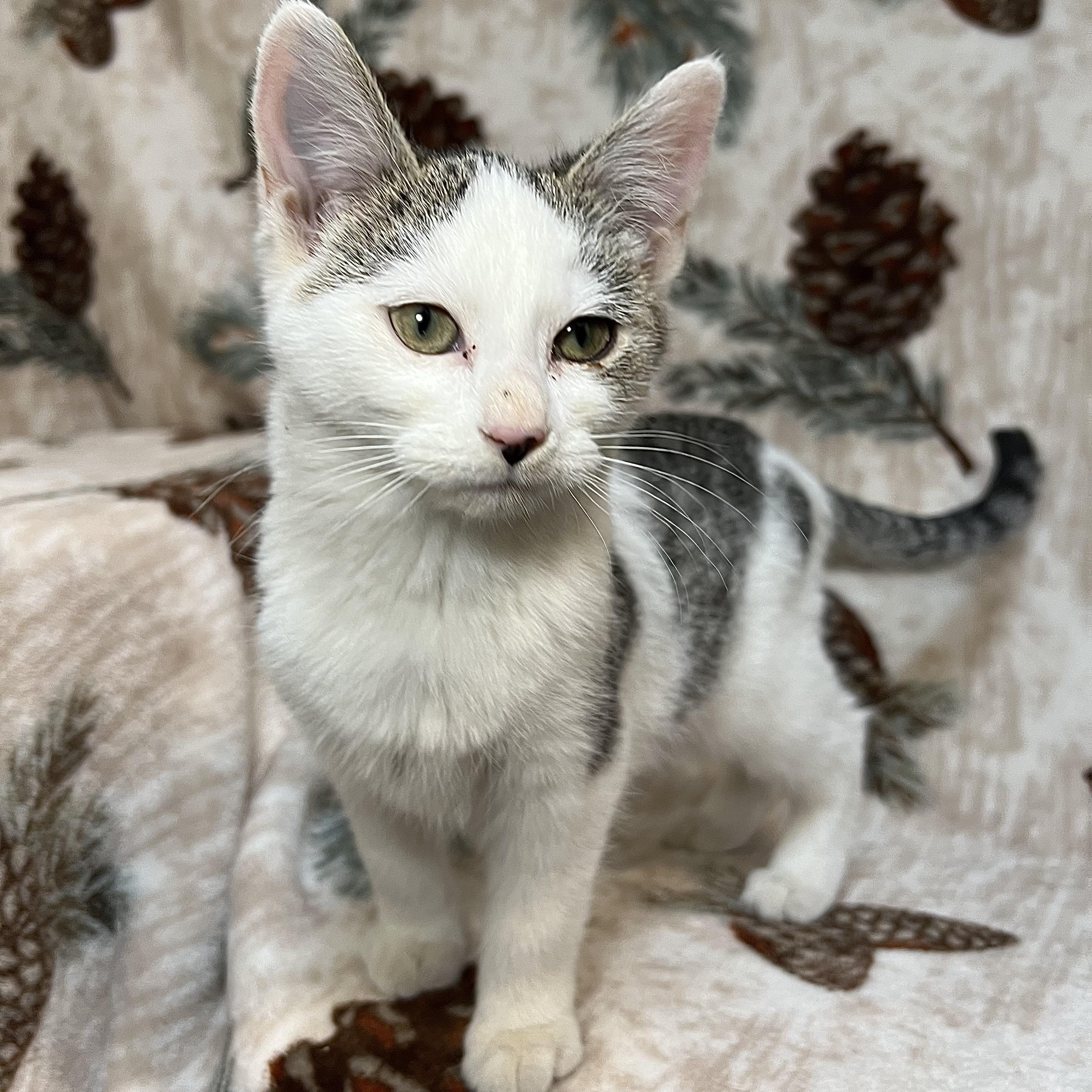 Frosty, a ADOPTABLE Domestic Short Hair in Fairmont, MN image 6/6