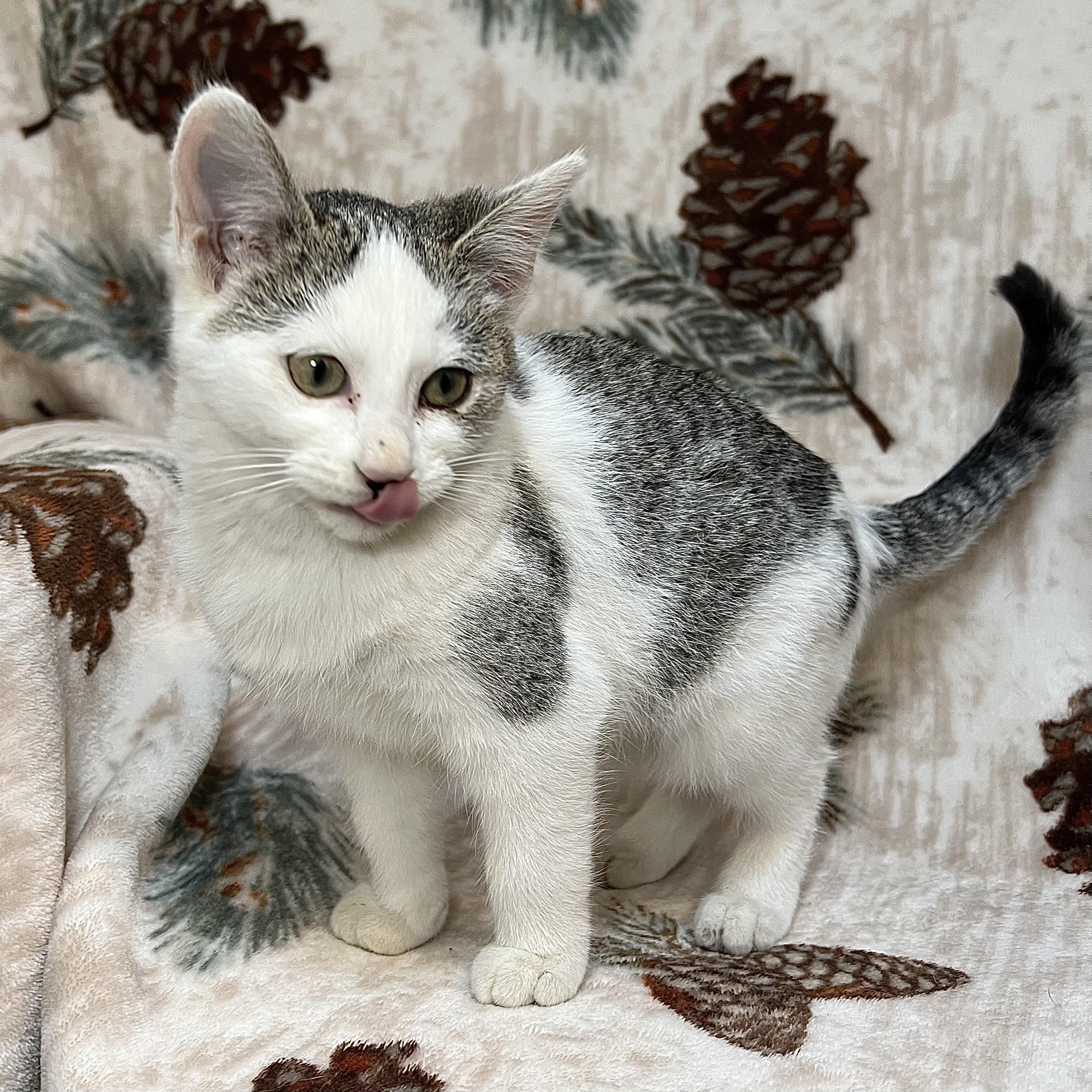 Frosty, a ADOPTABLE Domestic Short Hair in Fairmont, MN image 5/6