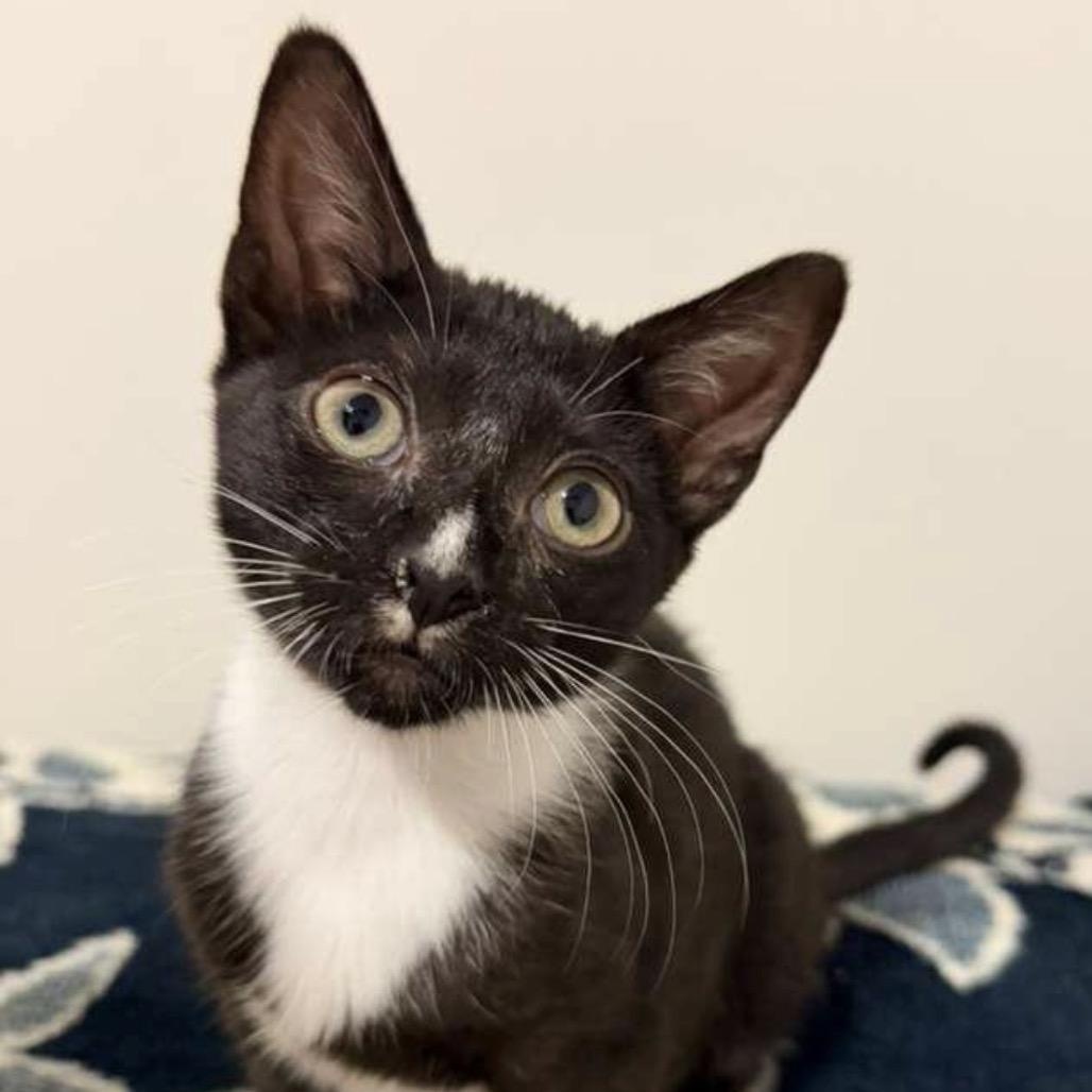 Enlarge Cassie, an adopted Domestic Short Hair in Orlando, FL image 1/5