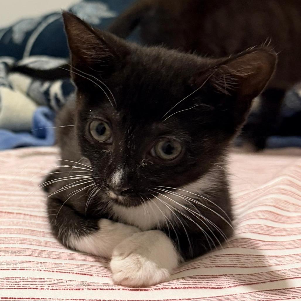 Enlarge Cassie, an adopted Domestic Short Hair in Orlando, FL image 3/5