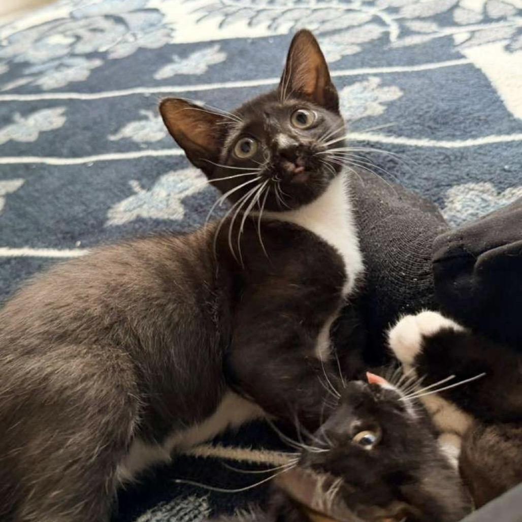Enlarge Cassie, an adopted Domestic Short Hair in Orlando, FL image 5/5