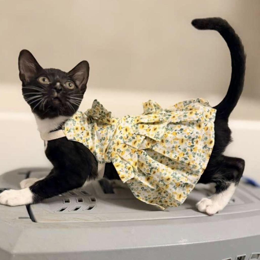 Enlarge Cassie, an adopted Domestic Short Hair in Orlando, FL image 2/5