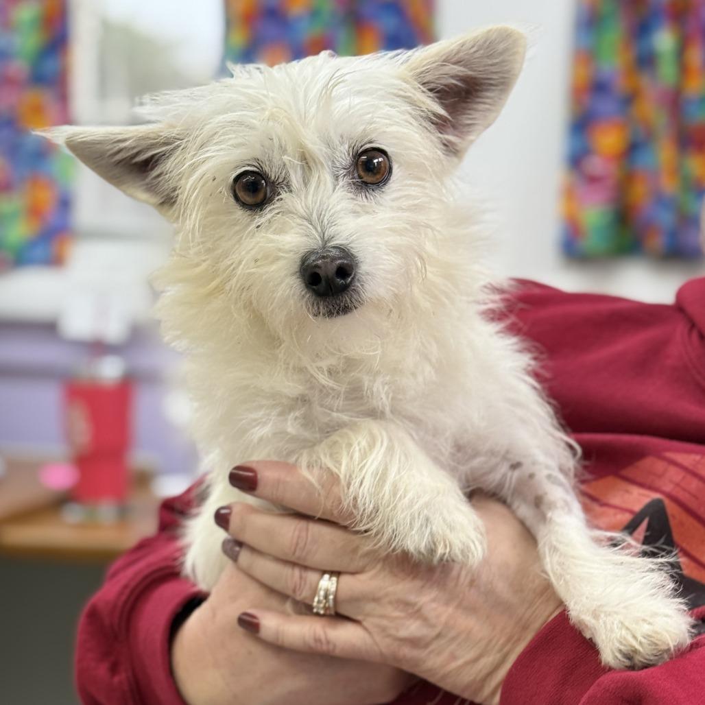Charlene, Adoptable, Adult Female West Highland White Terrier / Westie & Poodle.