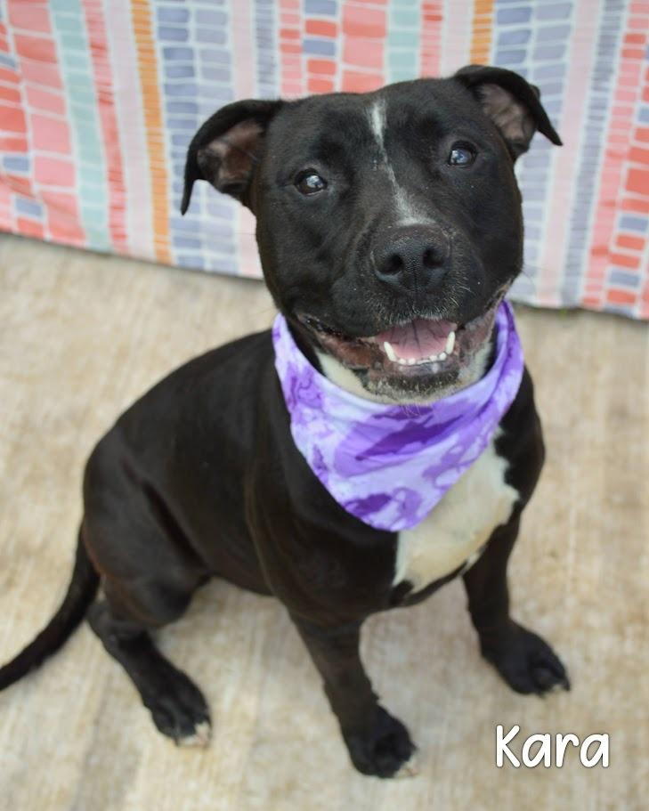 Kara, Adoptable, Adult Female Pit Bull Terrier.