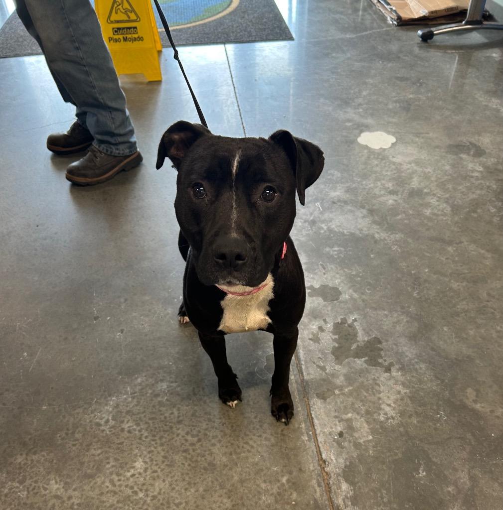 Enlarge Kara, a Adoptable Pit Bull Terrier in Gautier, MS image 2/2