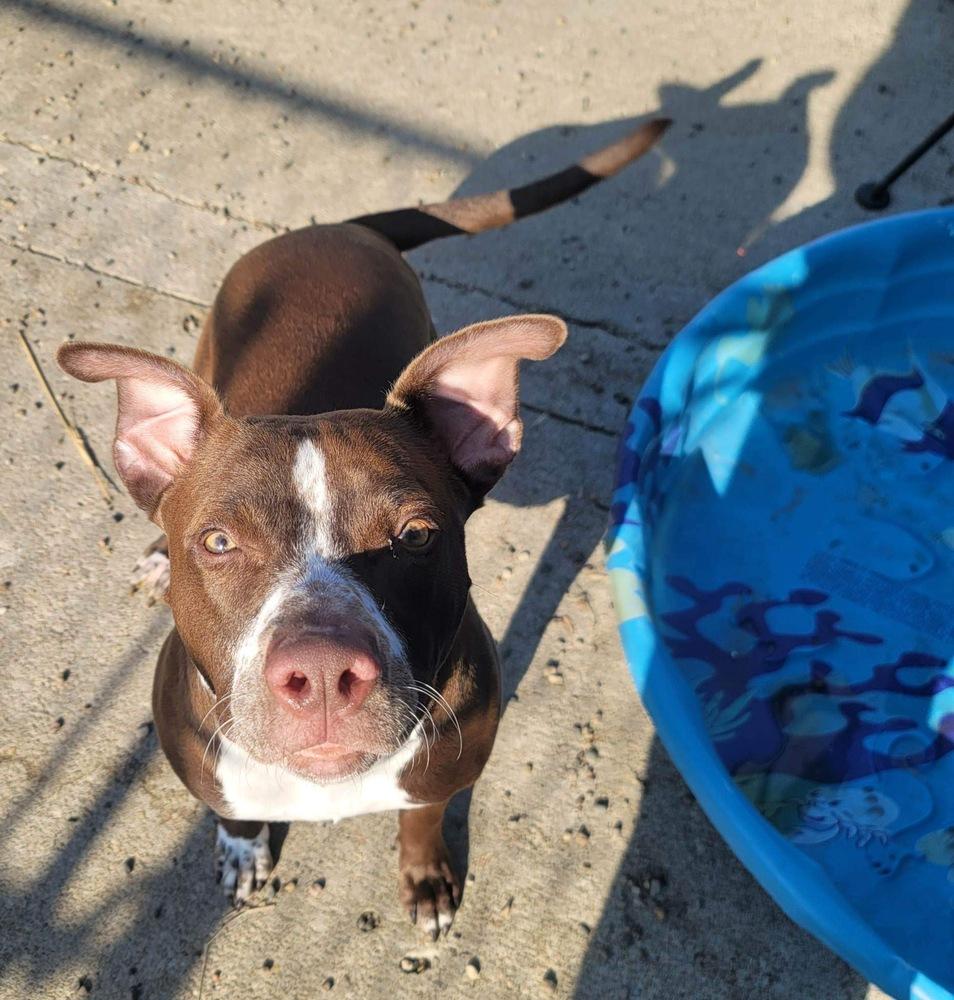 Enlarge AC Annie, a Adoptable mixed breed in Fremont, NE image 5/6