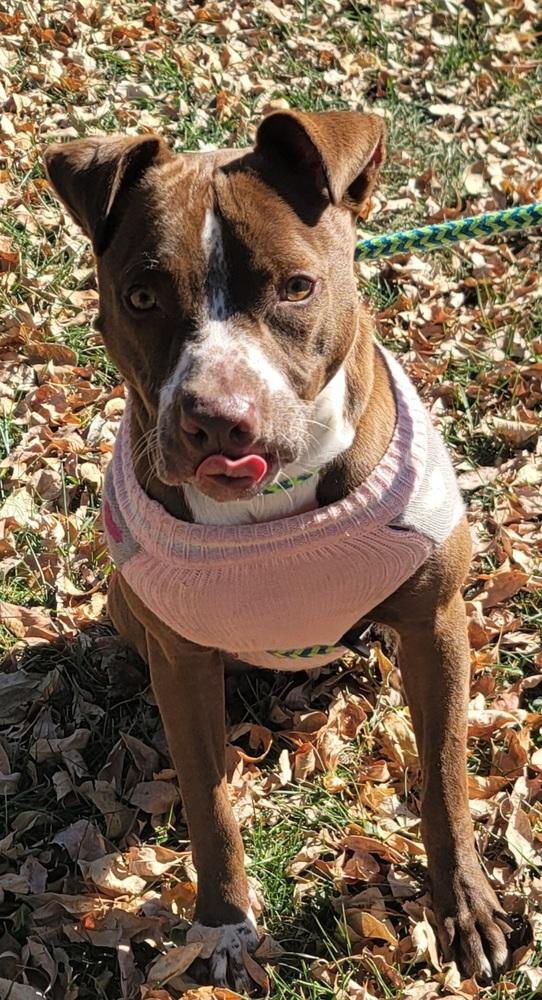 Enlarge AC Annie, a Adoptable mixed breed in Fremont, NE image 6/6