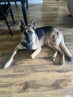 Max, Adoptable, Adult Male German Shepherd Dog.