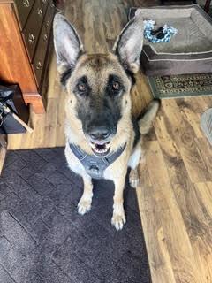 Enlarge Max, a Adoptable German Shepherd Dog in Palm Harbor, FL image 2/2