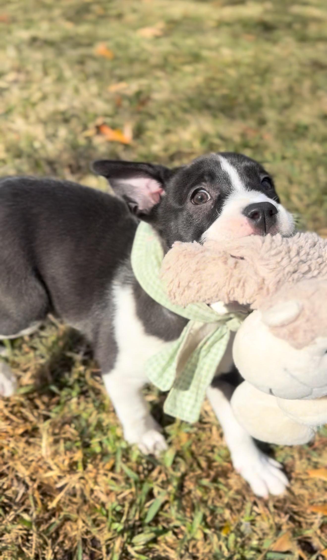 Enlarge Minnie, a Adoptable mixed breed in Seattle, WA image 5/6