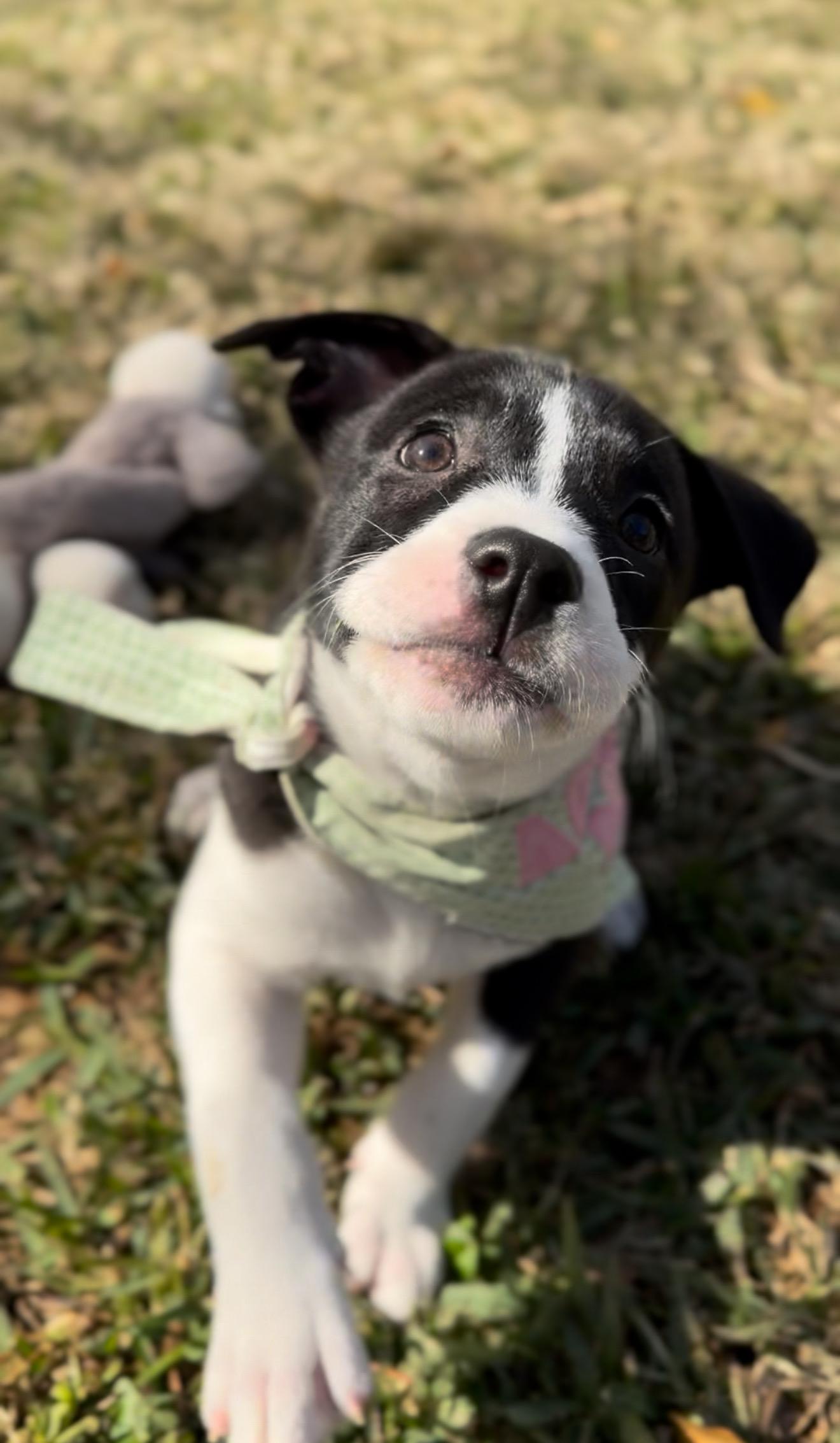 Enlarge Minnie, a Adoptable mixed breed in Seattle, WA image 4/6