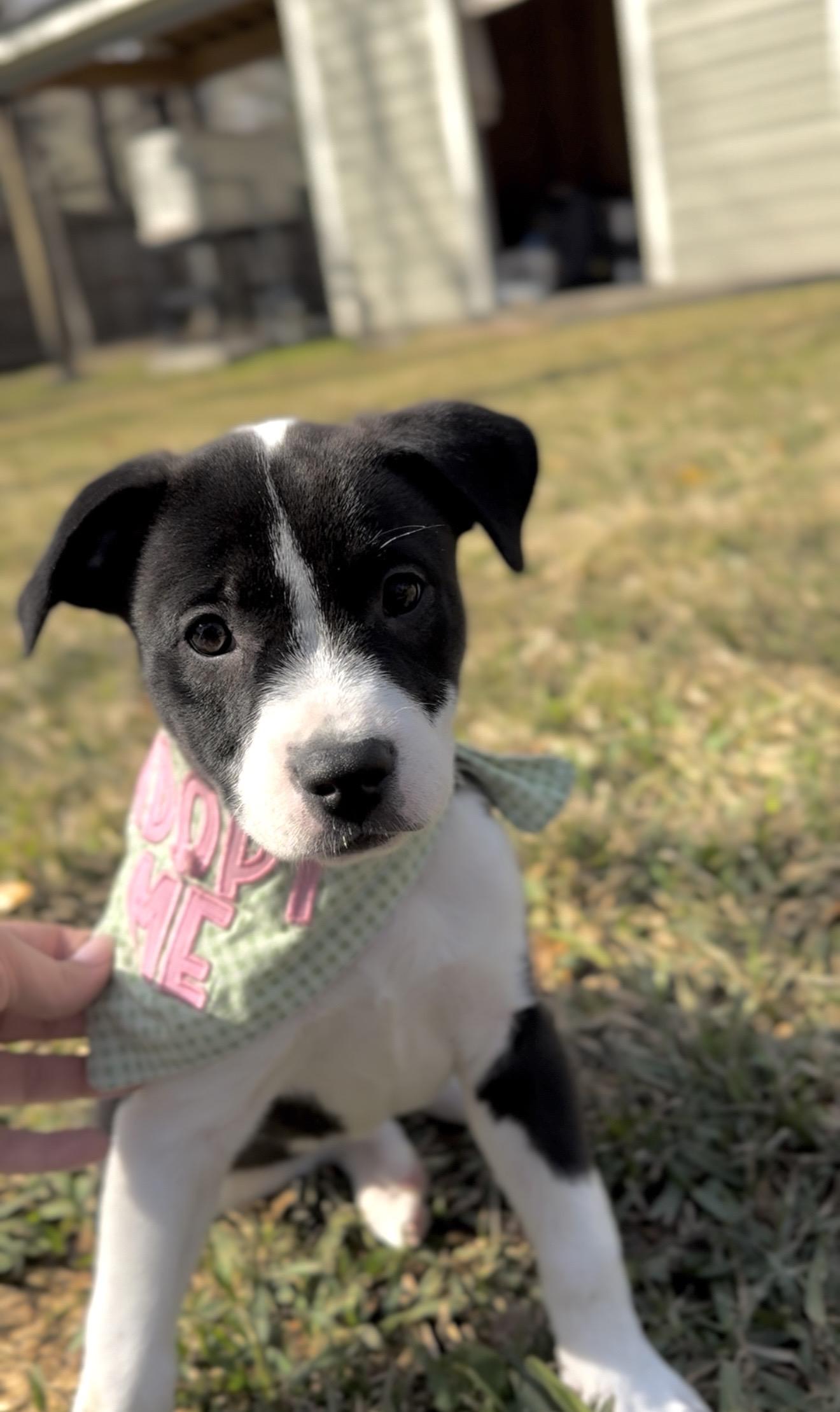 Enlarge Minnie, a Adoptable mixed breed in Seattle, WA image 6/6