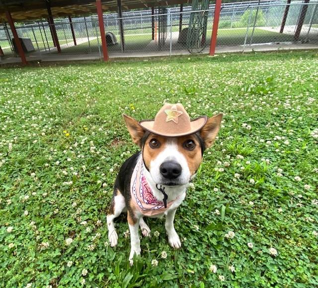 Enlarge Cowgirl, a ADOPTABLE mixed breed in Fayetteville, AR image 1/5