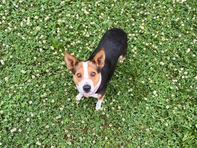 Enlarge Cowgirl, a ADOPTABLE mixed breed in Fayetteville, AR image 4/5