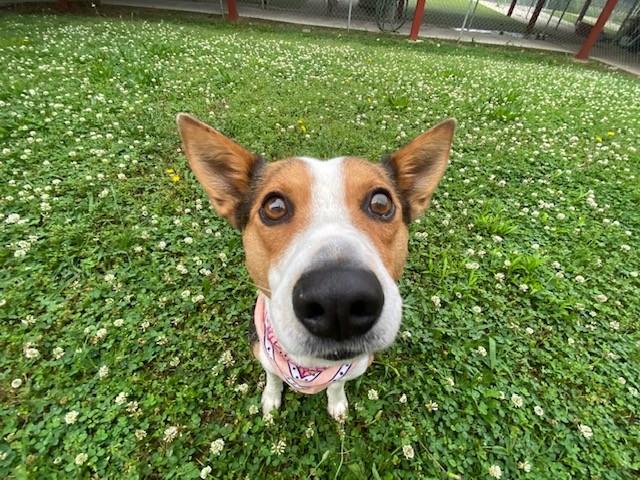 Enlarge Cowgirl, a ADOPTABLE mixed breed in Fayetteville, AR image 5/5