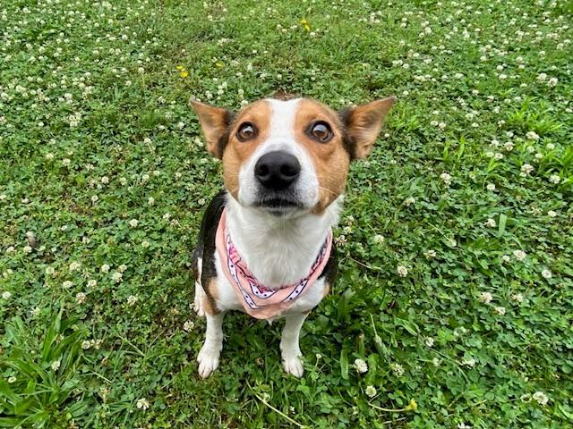 Enlarge Cowgirl, a ADOPTABLE mixed breed in Fayetteville, AR image 3/5