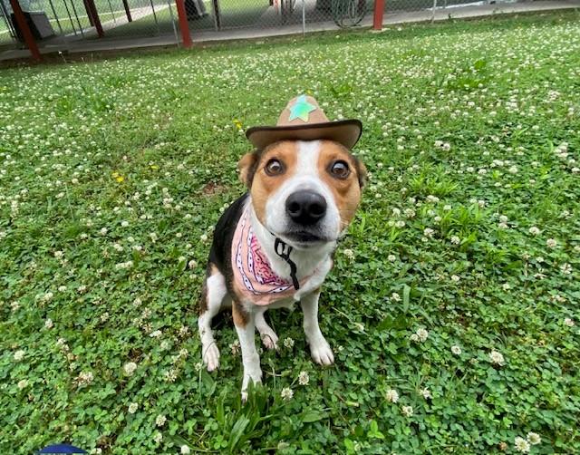 Enlarge Cowgirl, a ADOPTABLE mixed breed in Fayetteville, AR image 2/5