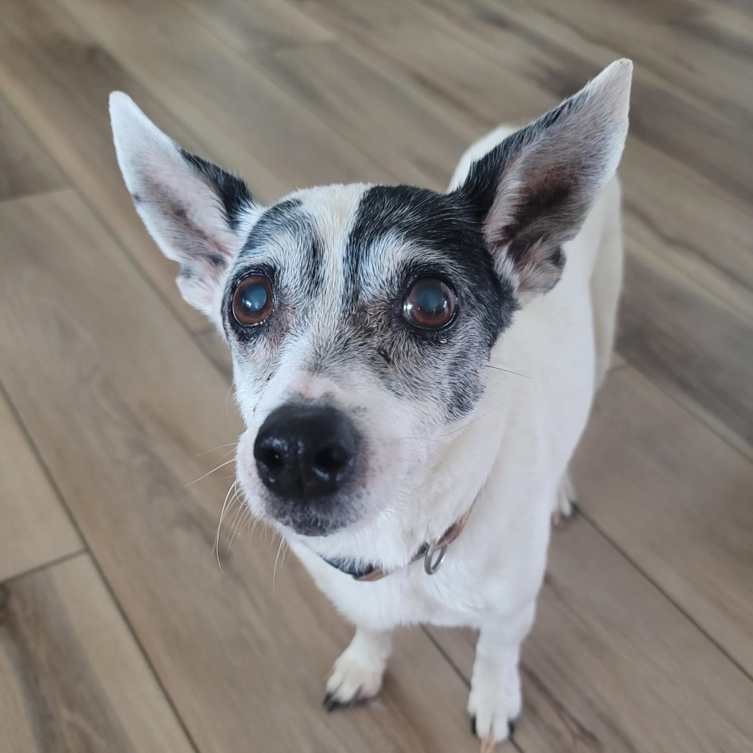 Jenny, Adoptable, Senior Female Jack Russell Terrier.