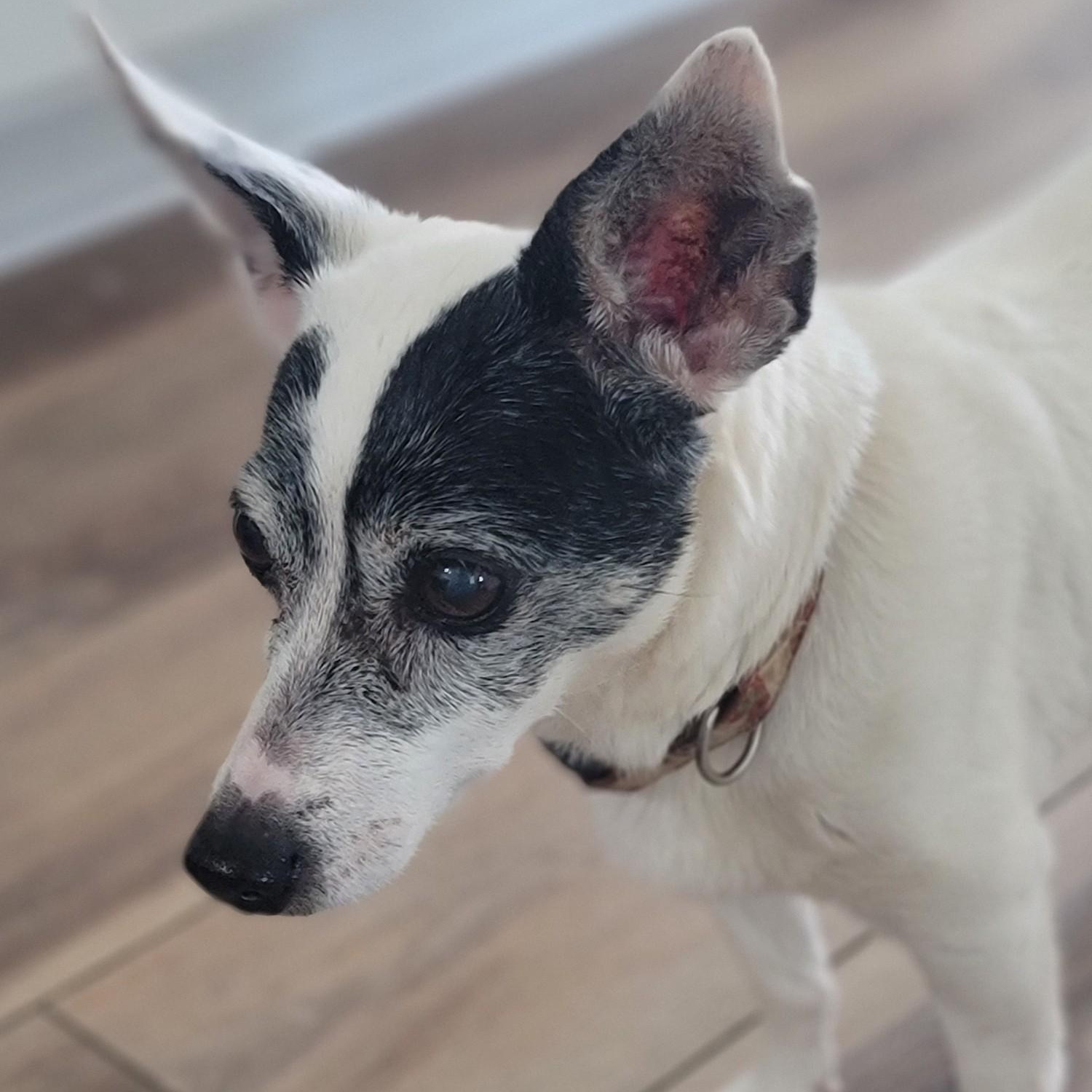 Enlarge Jenny, a Adoptable mixed breed in Midlothian, VA image 2/3