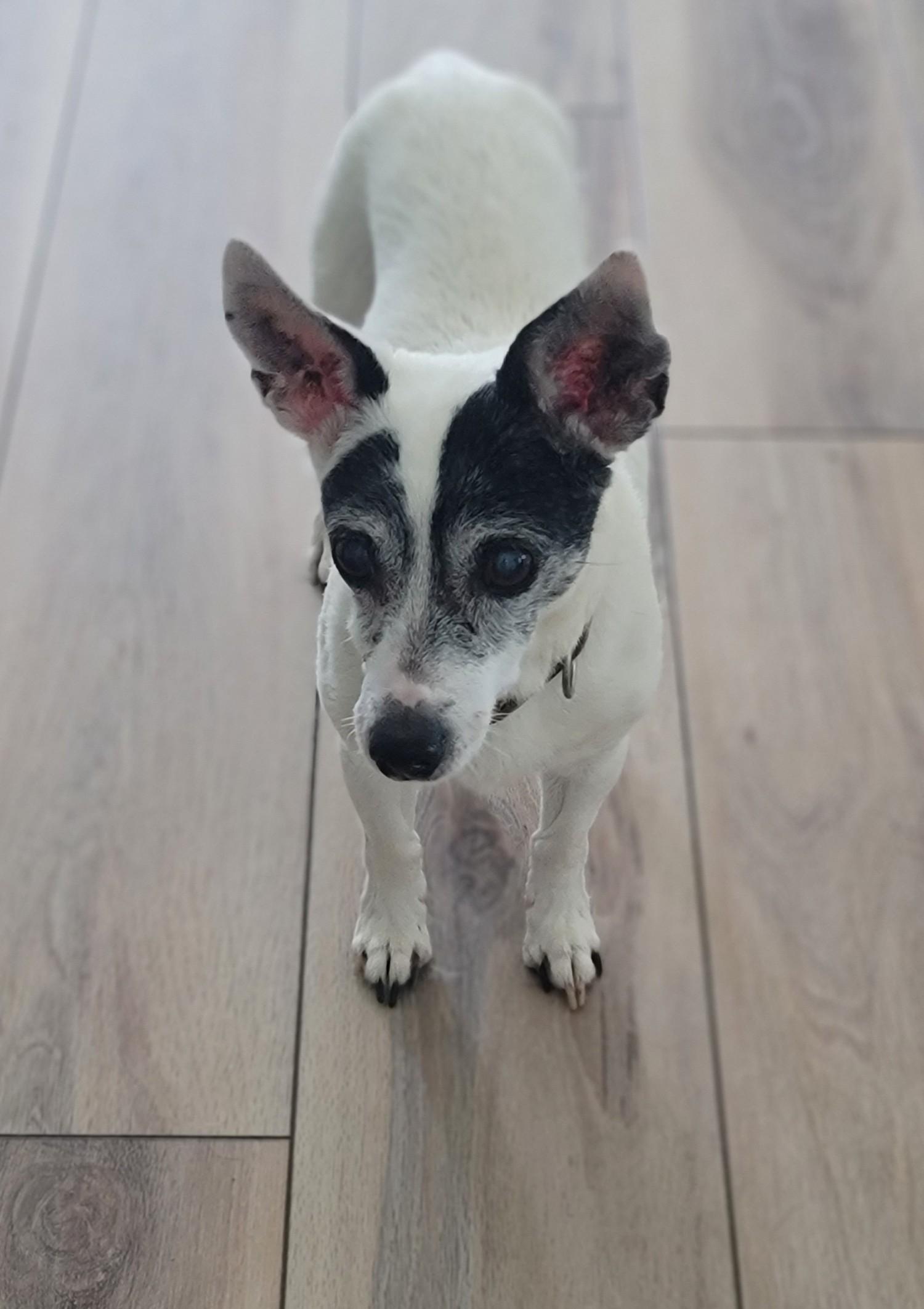 Enlarge Jenny, a Adoptable mixed breed in Midlothian, VA image 3/3