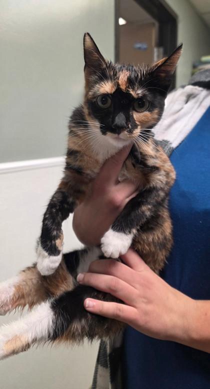 Blueberry, Adoptable, Young Female Domestic Short Hair & Domestic Short Hair.