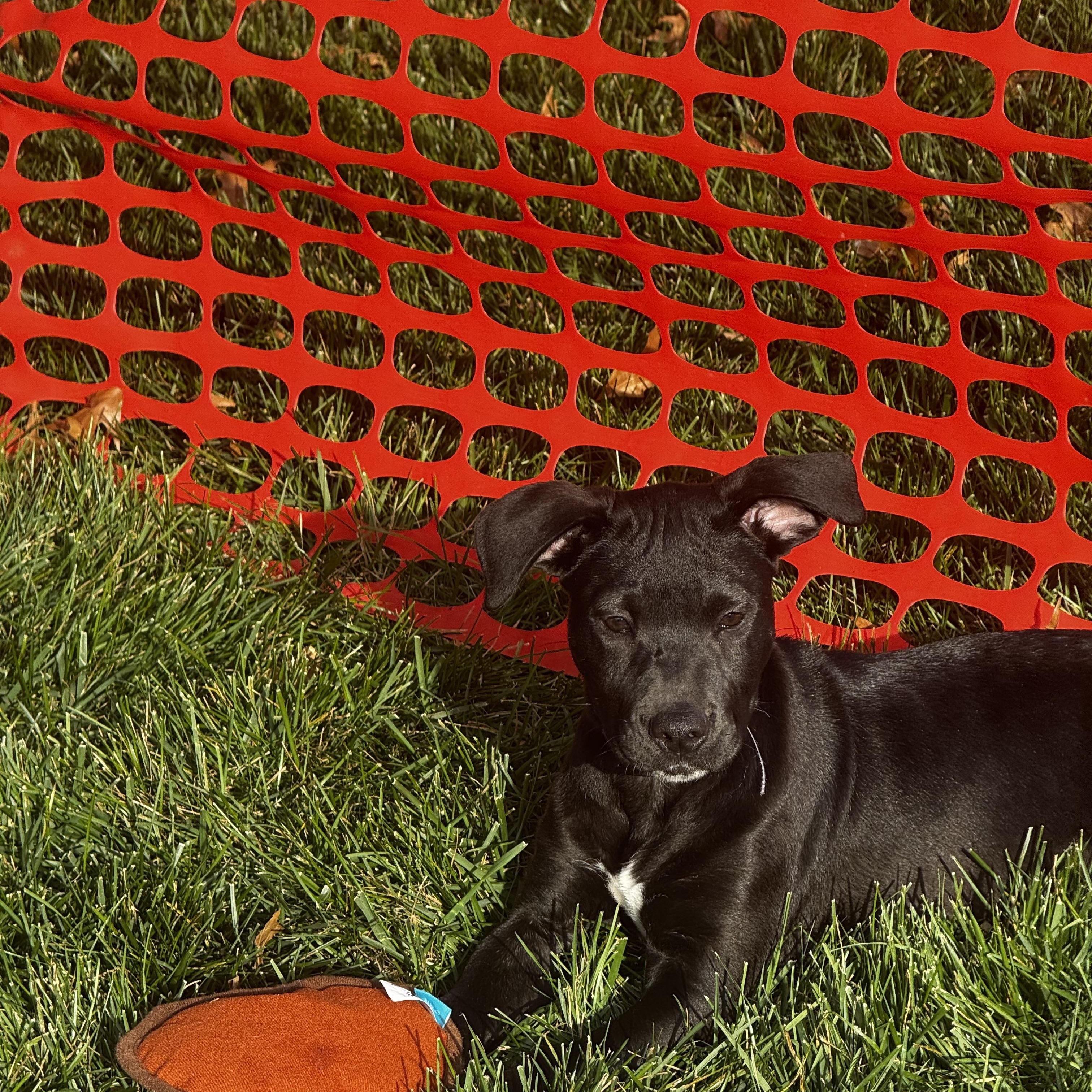 Enlarge Jillian (Jill), a Adoptable mixed breed in St Peters , MO image 1/2