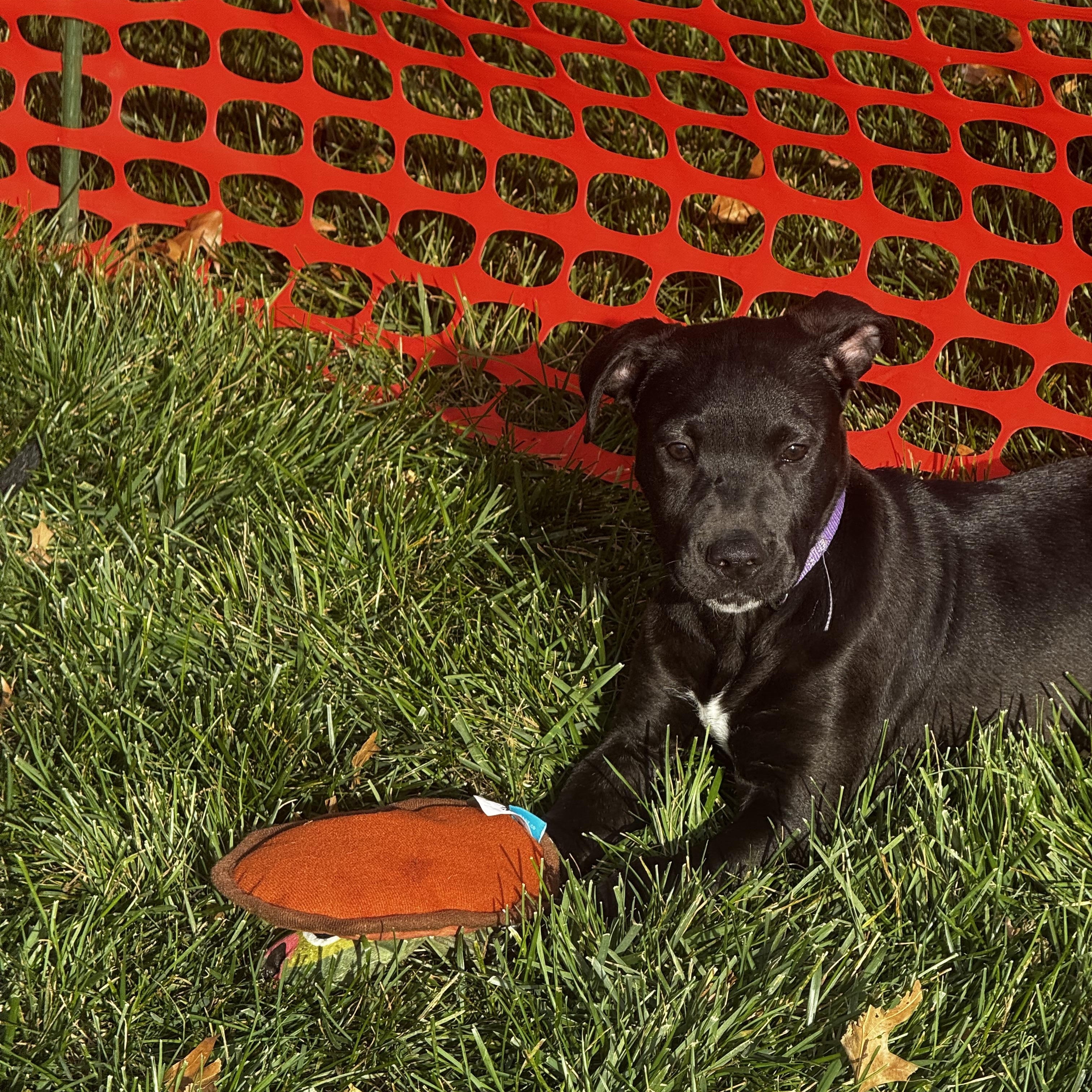 Enlarge Jillian (Jill), a Adoptable mixed breed in St Peters , MO image 2/2