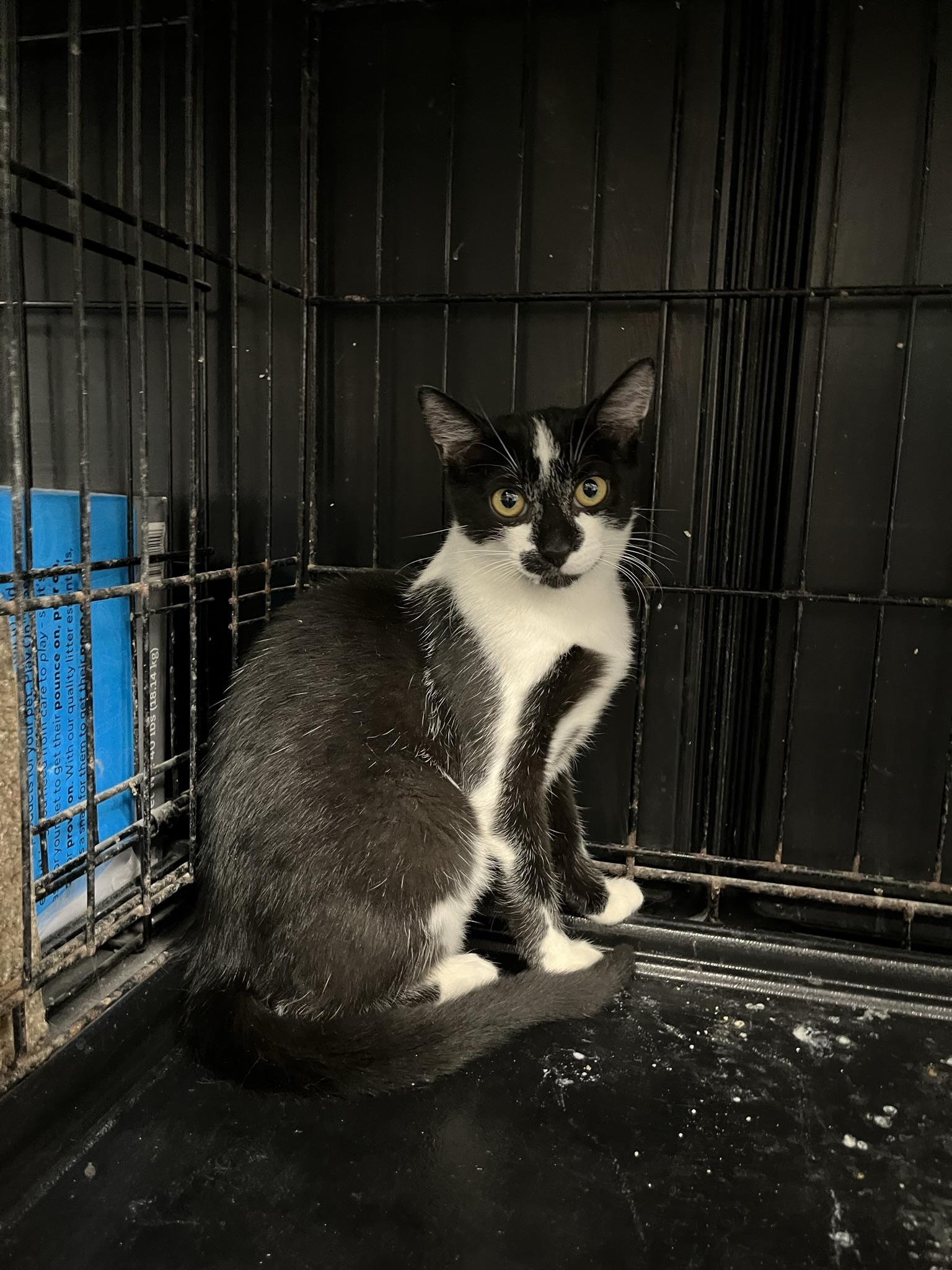 Enlarge Yang (Mini Moo), a Adoptable Domestic Short Hair in Brighton, MI image 2/6