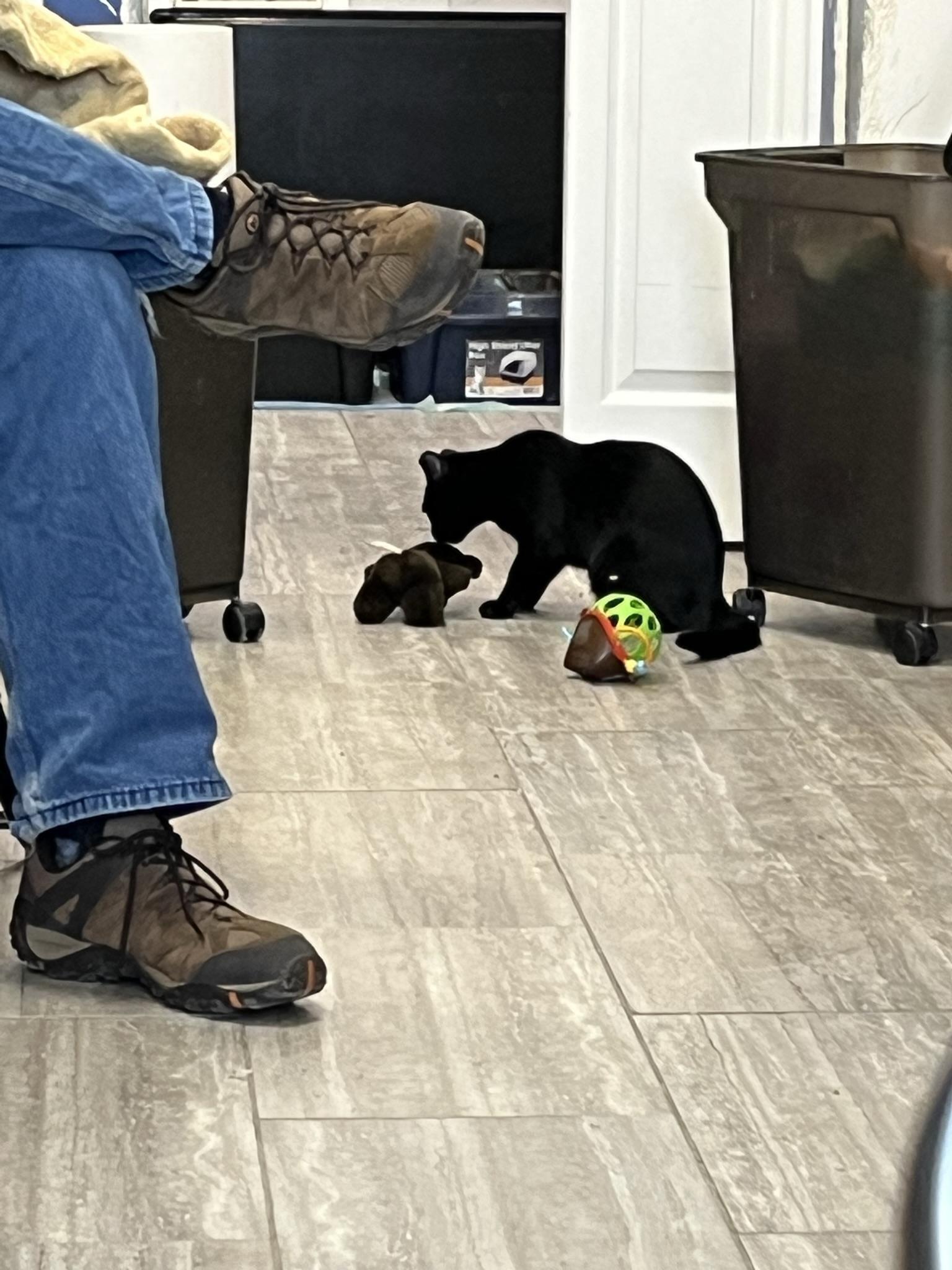 Enlarge Yang (Mini Moo), a Adoptable Domestic Short Hair in Brighton, MI image 3/6