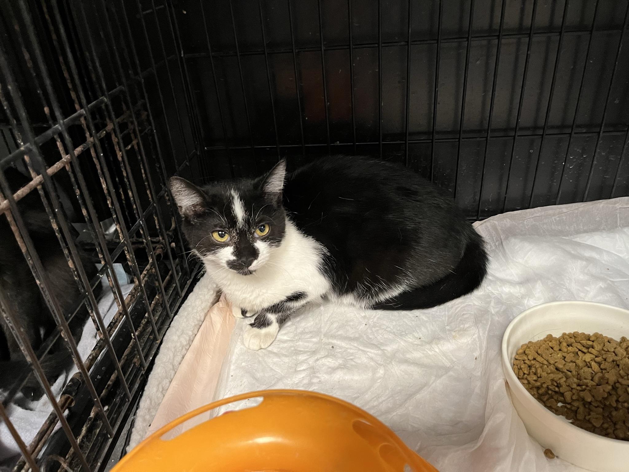 Enlarge Yang (Mini Moo), a Adoptable Domestic Short Hair in Brighton, MI image 4/6