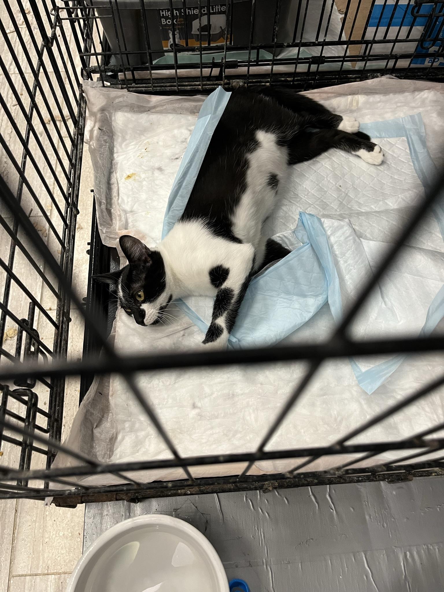 Enlarge Yang (Mini Moo), a Adoptable Domestic Short Hair in Brighton, MI image 5/6