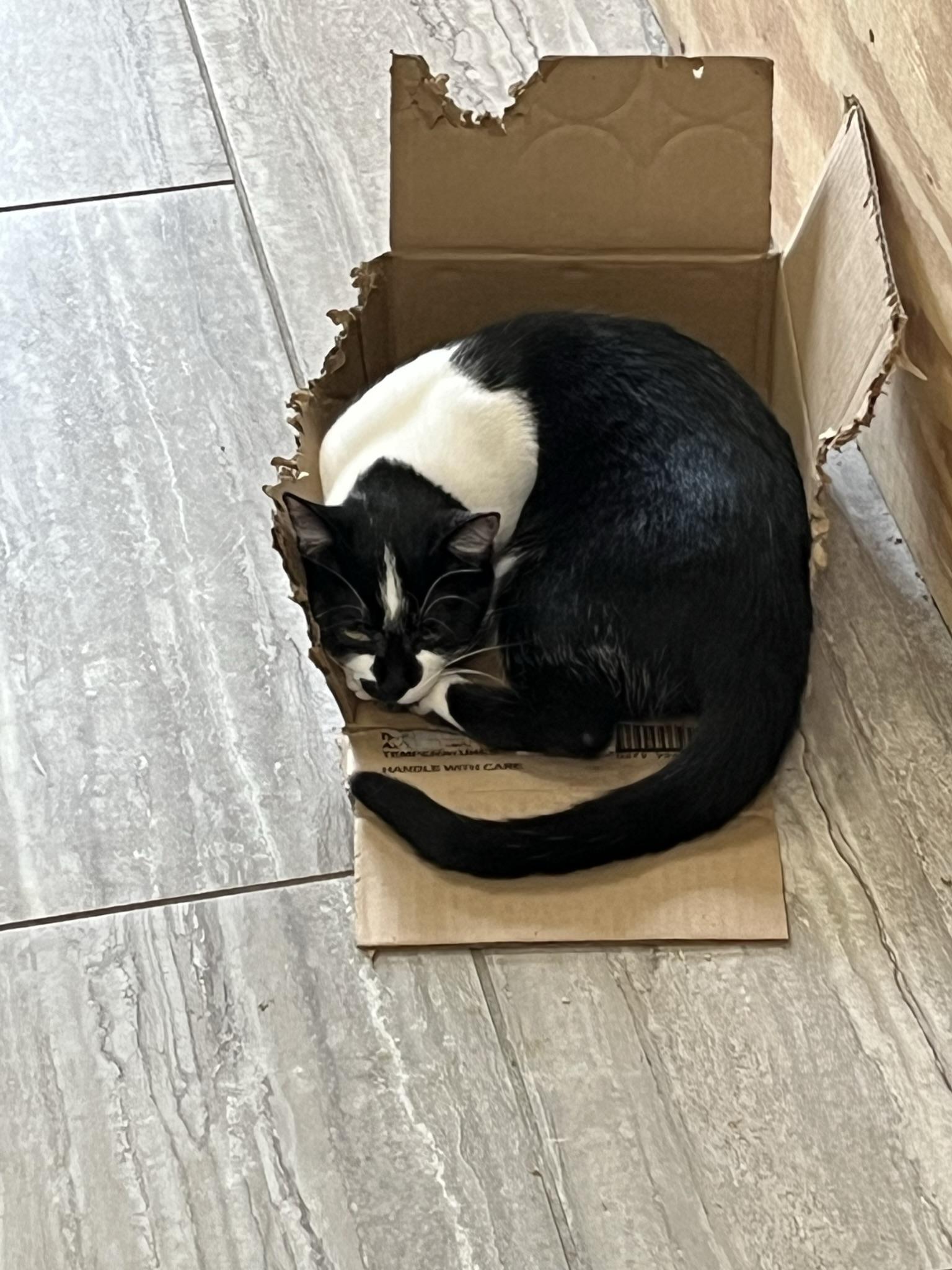 Enlarge Yang (Mini Moo), a Adoptable Domestic Short Hair in Brighton, MI image 6/6