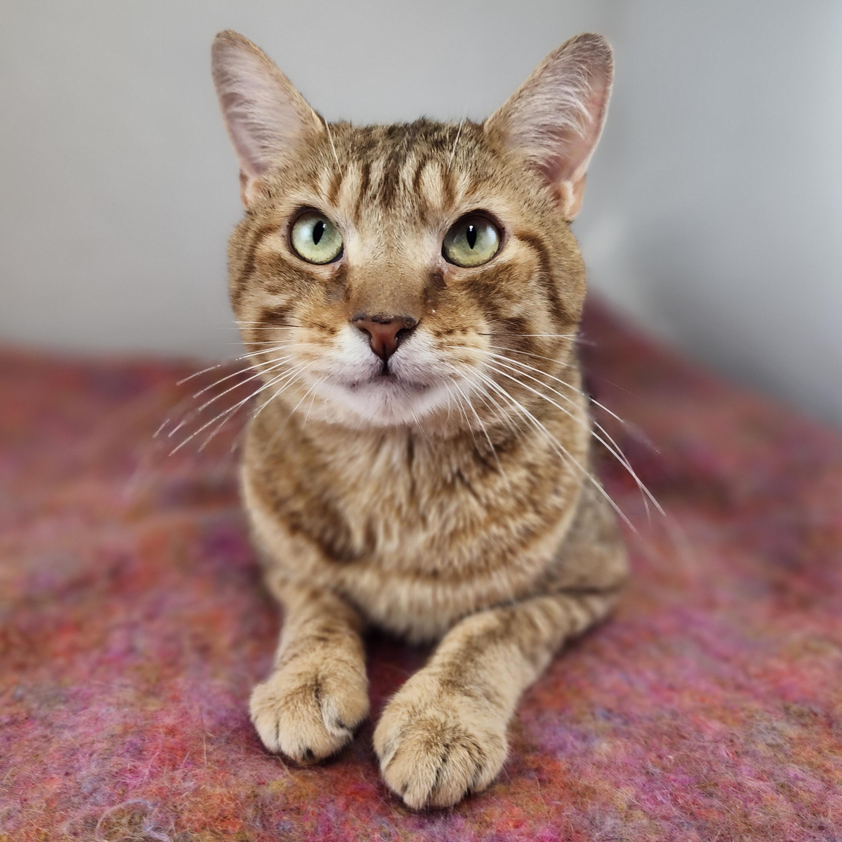 Enlarge Willie, a Adoptable Domestic Short Hair in New York, NY image 4/6